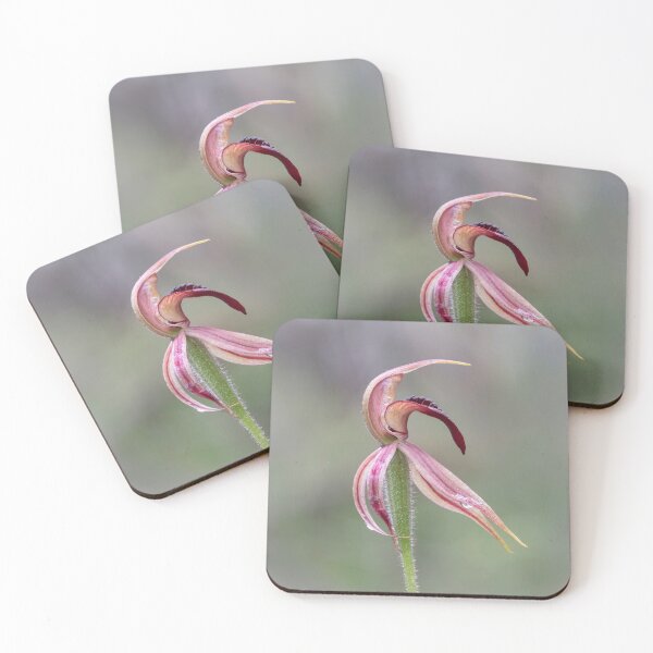 Item preview, Thick-lip spider orchid.  designed and sold by DaveBassett.