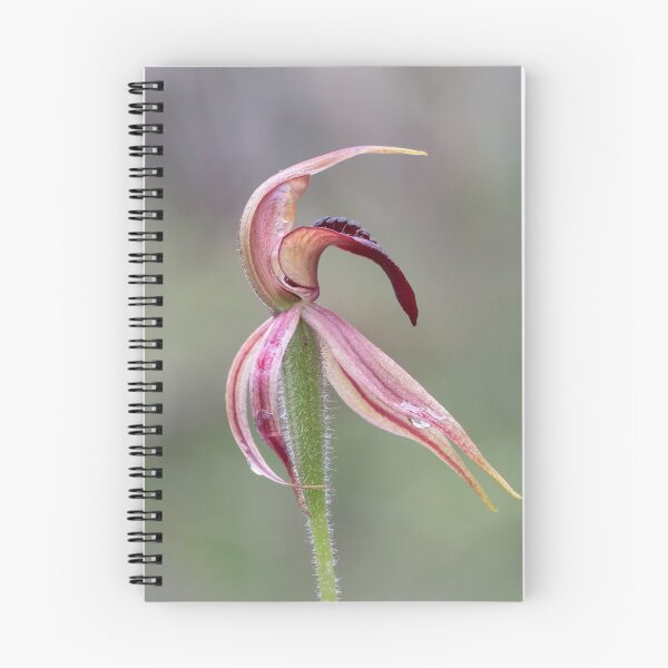 Item preview, Thick-lip spider orchid.  designed and sold by DaveBassett.