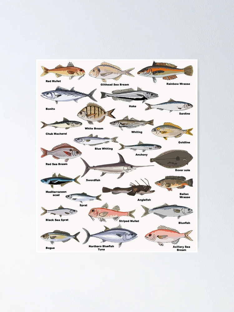 Vintage Fish Identification Chart Fishing T-Shirt