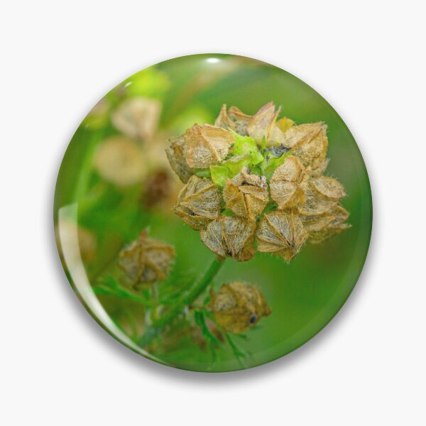 Item preview, Mallow seed head designed and sold by Dalyndigital Photography.