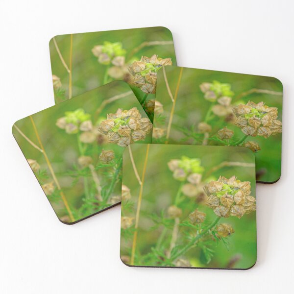 Item preview, Mallow seed head designed and sold by Dalyndigital Photography.