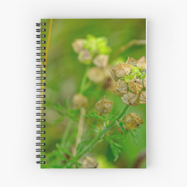 Item preview, Mallow seed head designed and sold by Dalyndigital Photography.