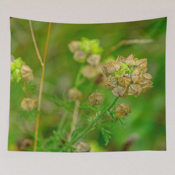 Item preview, Mallow seed head designed and sold by Dalyndigital Photography.