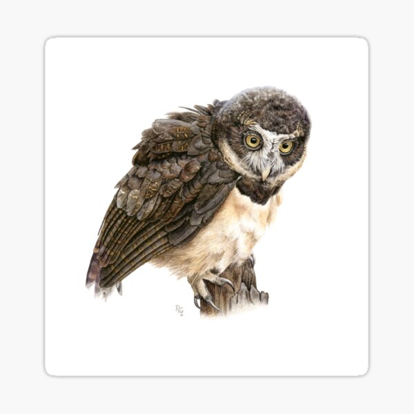 Spectacled Owl Sticker