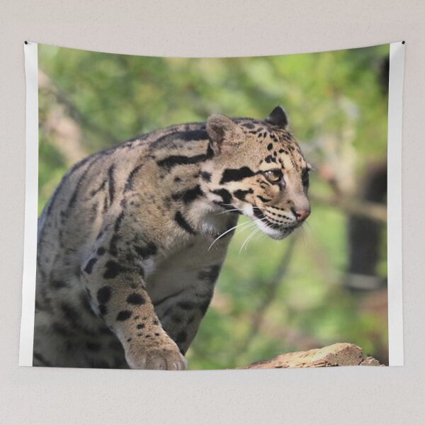 Item preview, A Fabulous Clouded Leopard designed and sold by Karen Thomson.