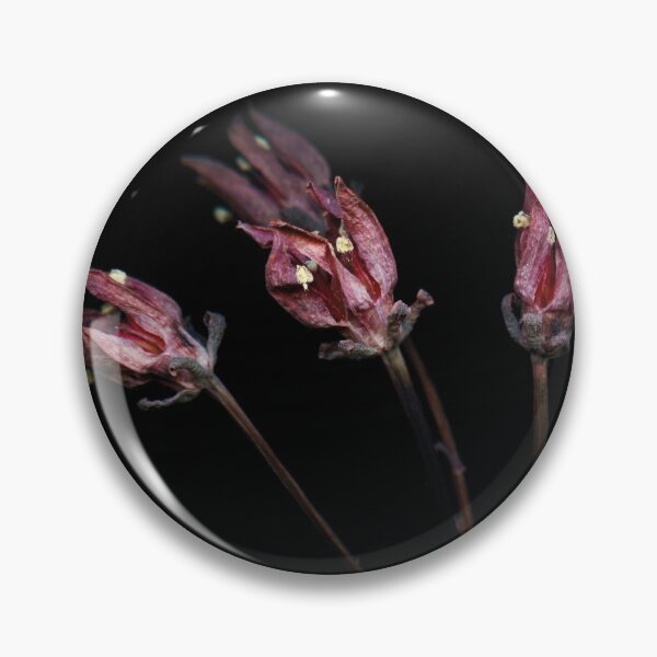 Item preview, Graptopetalum bellum. Dry flower. Still life. Black designed and sold by dariaikuznets.