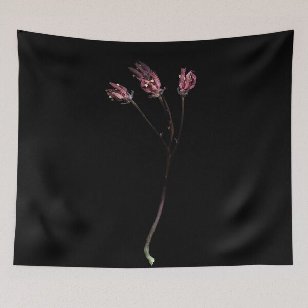 Item preview, Graptopetalum bellum. Dry flower. Still life. Black designed and sold by dariaikuznets.