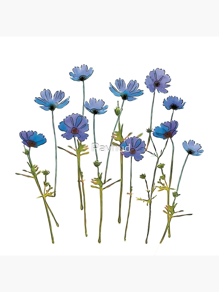 Blue Cosmos Flowers Watercolor