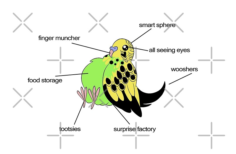  Anatomy Of The Parakeet Canvas Prints By DanniDoodles Redbubble