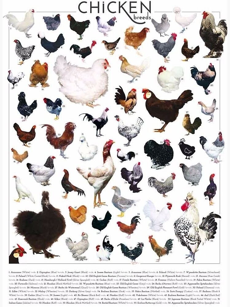 Chicken Breeds Poster Premium Matte Vertical Poster sold by Islam Kamal, SKU 41052636