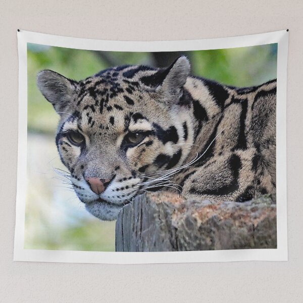 Item preview,  A Beautiful Clouded Leopard designed and sold by Karen Thomson.