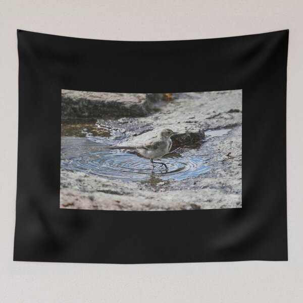 Item preview, Tip tip toe. White wagtail designed and sold by Jouko Lehto Photography.