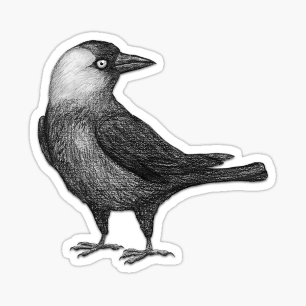 Artikel-Vorschau von Westliche Dohle Pencildrawing, designt und verkauft von Bwiselizzy.