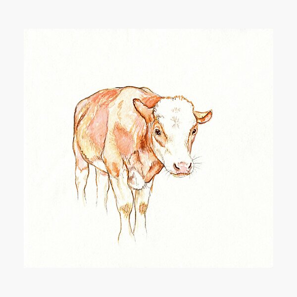 Brown Cow Photographic Print