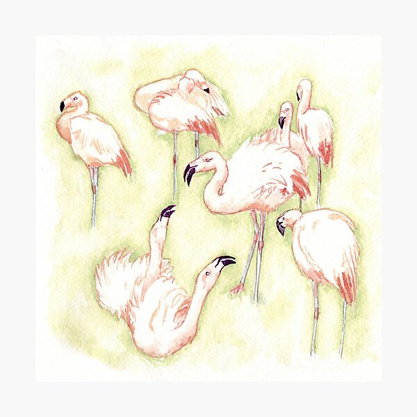 Flamingo Flock Photographic Print