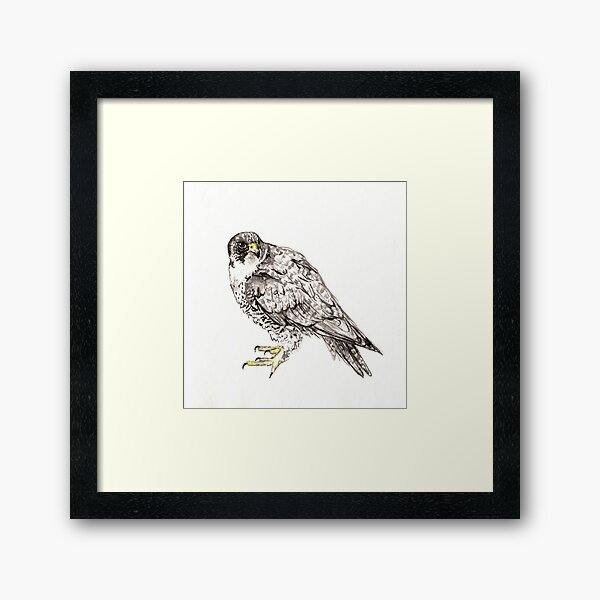 Sparrowhawk Framed Art Print