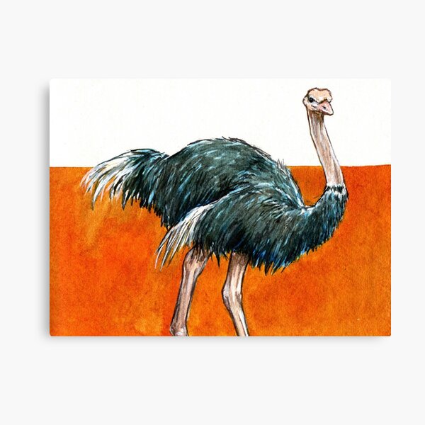 Ostrich Canvas Print