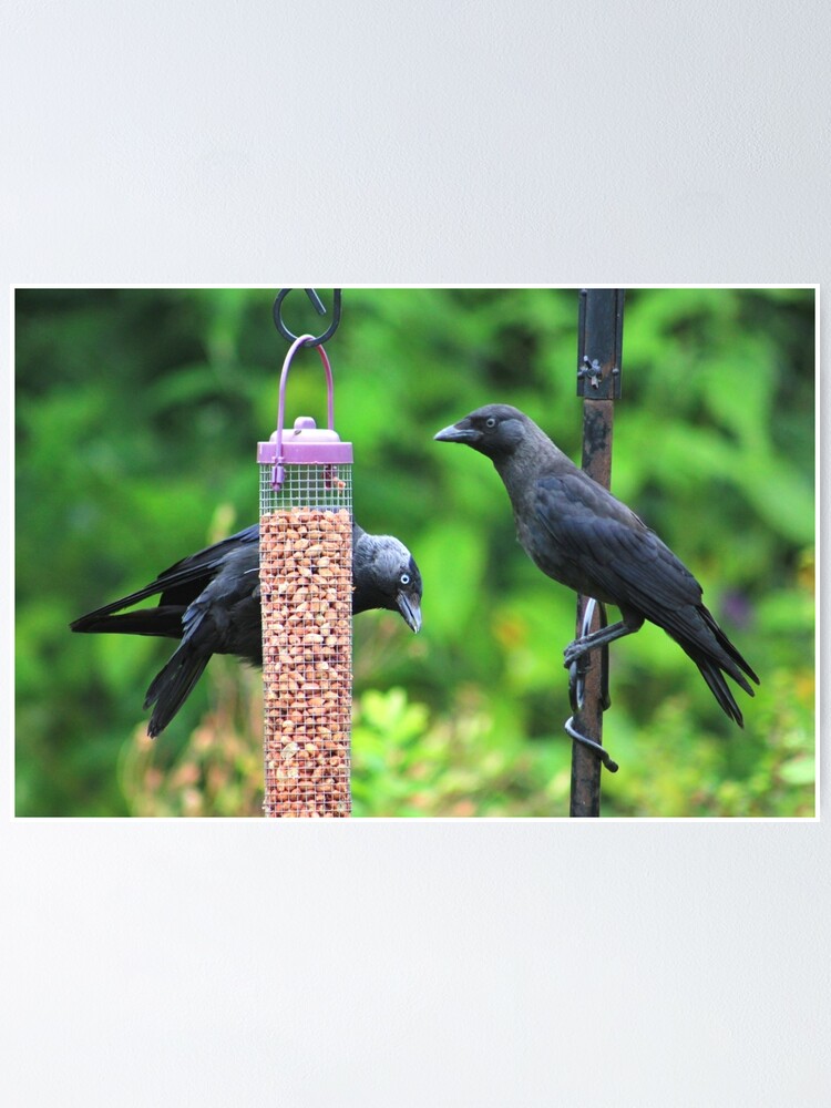 "Young jackdaws on bird feeder" Poster for Sale by turniptowers Redbubble