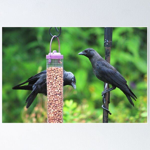 Item preview, Young jackdaws on bird feeder designed and sold by turniptowers.