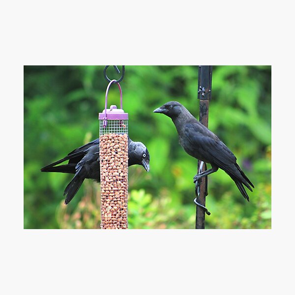 Item preview, Young jackdaws on bird feeder designed and sold by turniptowers.