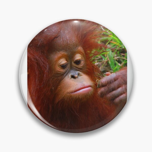 Item preview, Chimpanzee Looking At Food In Hand Cute Monkey  designed and sold by OceansSupply.