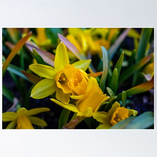 Item preview, Daffodils designed and sold by MlMalcolm-Photo.