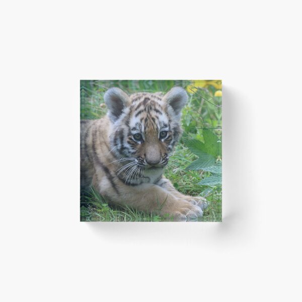 Item preview, New Cub on the block designed and sold by Dorothy Thomson.
