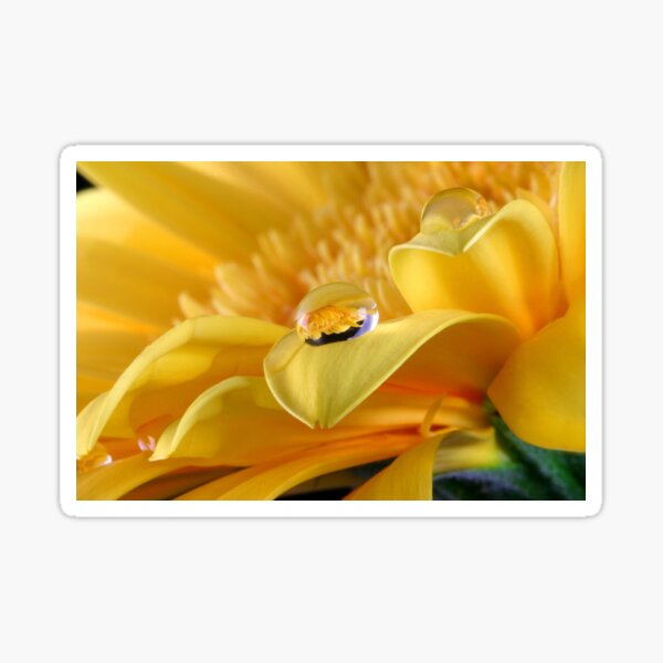 Gerbera's Drop of Life Sticker