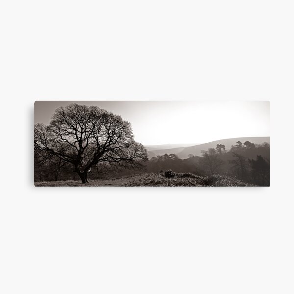 Morning Light Metal Print