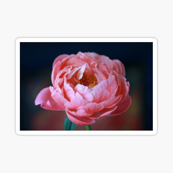 Aperçu de l'œuvre Pion Rose Belle Fleur créée et vendue par MorningFive.