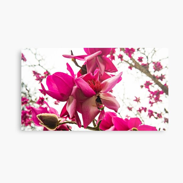 Pink Magnolia Metal Print