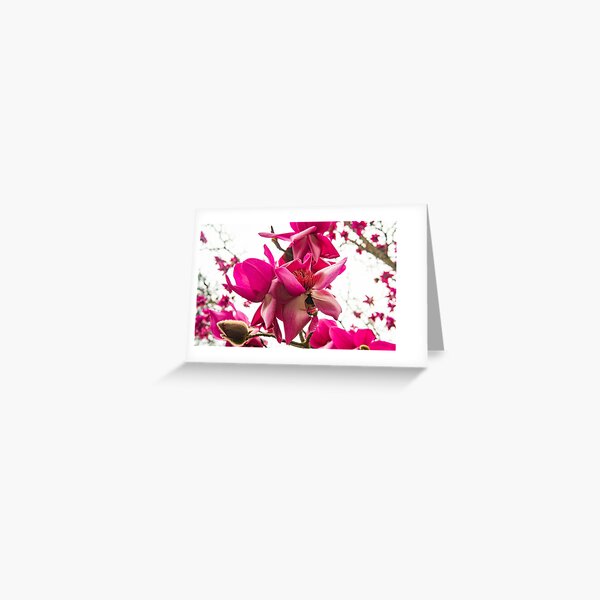 Pink Magnolia Greeting Card