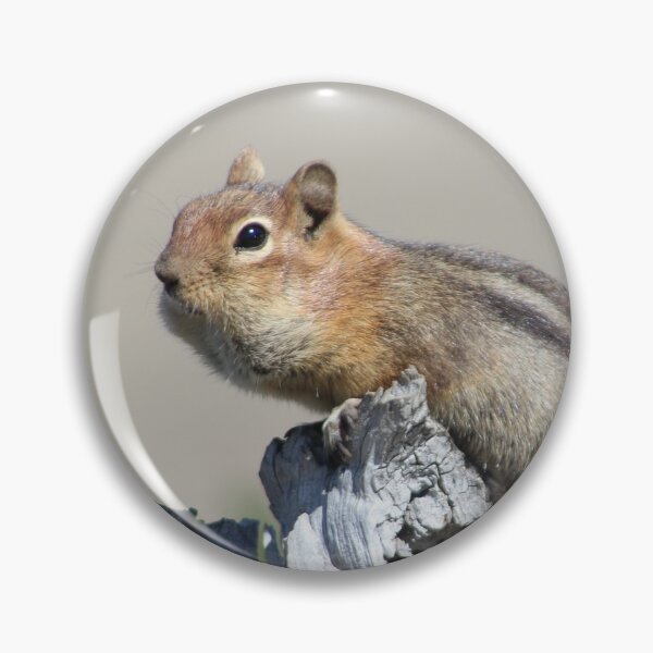 Item preview, golden-mantled ground squirrel designed and sold by Megan A.
