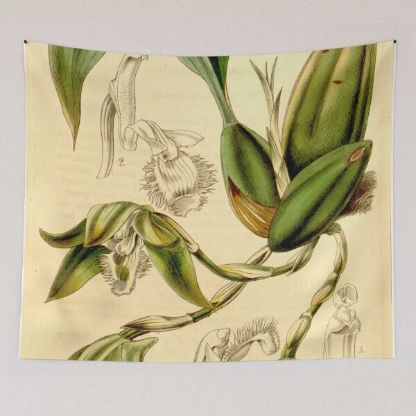 Item preview, Sudamerlycaste ciliata (Ida ciliata) (as Maxillaria ciliata) Curtis' 70 (N.S. 17) pl. 4081 (1844) designed and sold by EsotericBotanic.