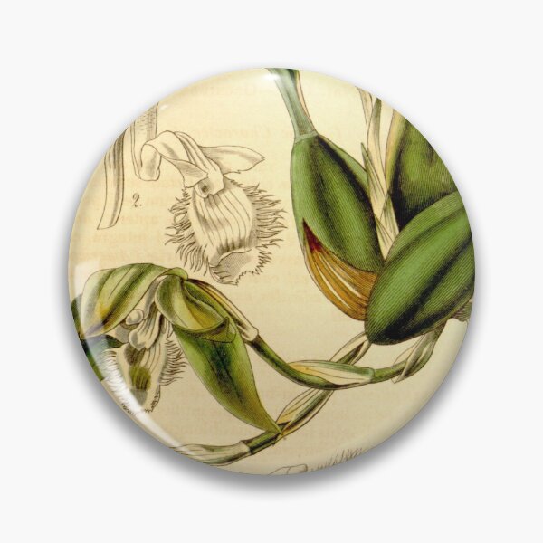 Item preview, Sudamerlycaste ciliata (Ida ciliata) (as Maxillaria ciliata) Curtis' 70 (N.S. 17) pl. 4081 (1844) designed and sold by EsotericBotanic.