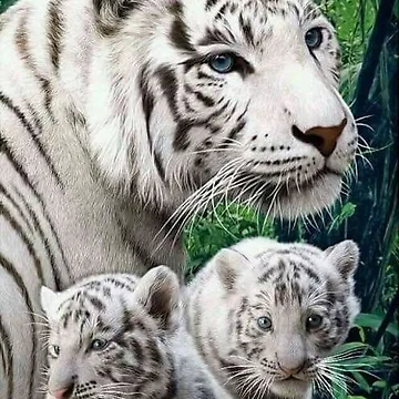 Artwork thumbnail, Tiger by Rpc409chandana