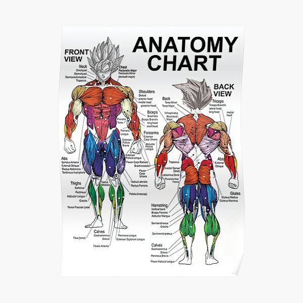 Anatomie Muskel - Poster