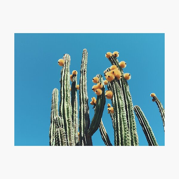 Item preview, Mexican Organ Pipe Cactus designed and sold by Kevin Russ.