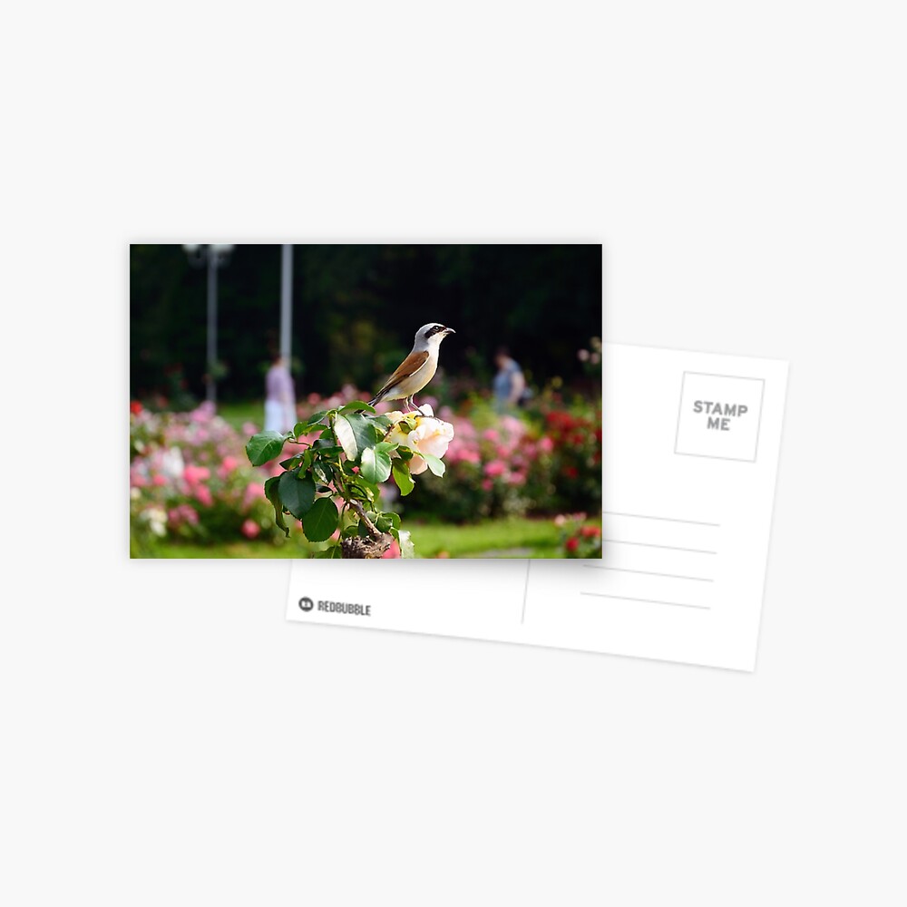 Item preview, Postcard designed and sold by Mallorn.