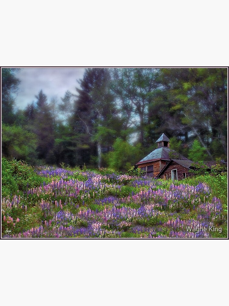 Cabin in the Lupine - Large Format Edition by waynedking