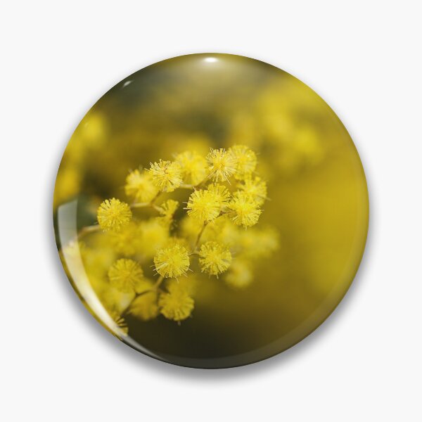 Item preview, Wattle Tree Flowers Yellow  designed and sold by Joy Watson - Natural Light Photography .