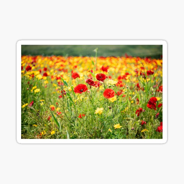 Item preview, Poppies and Corn Marigolds designed and sold by kathleenjean.