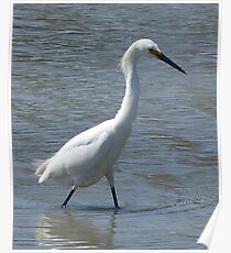 Snowy Egret, San Francisco Bay Poster