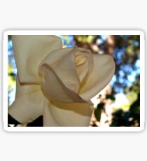 Ivory rose against the sky Sticker