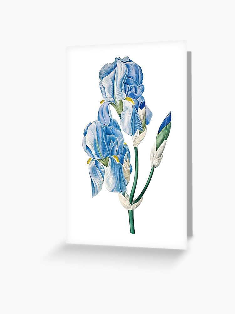 Tarjetas de felicitación «Acuarela de flor de iris azul, esperanza y  sabiduría.» de HiAli | Redbubble