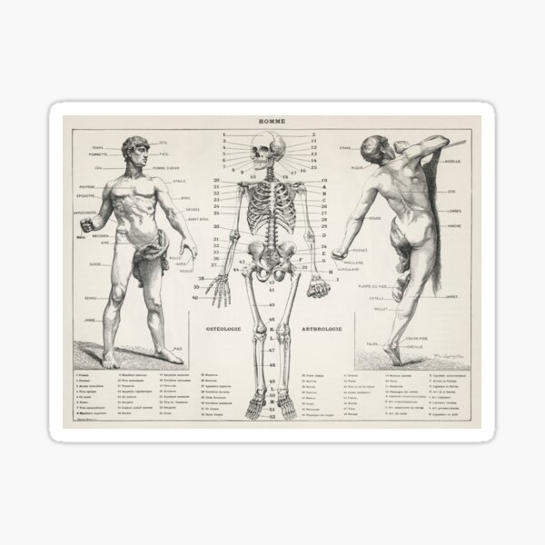 Ostéologie main  Human body anatomy, Body anatomy, Anatomy
