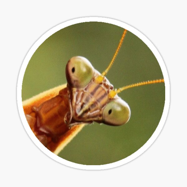 Mantis Against Mottled Green Sticker