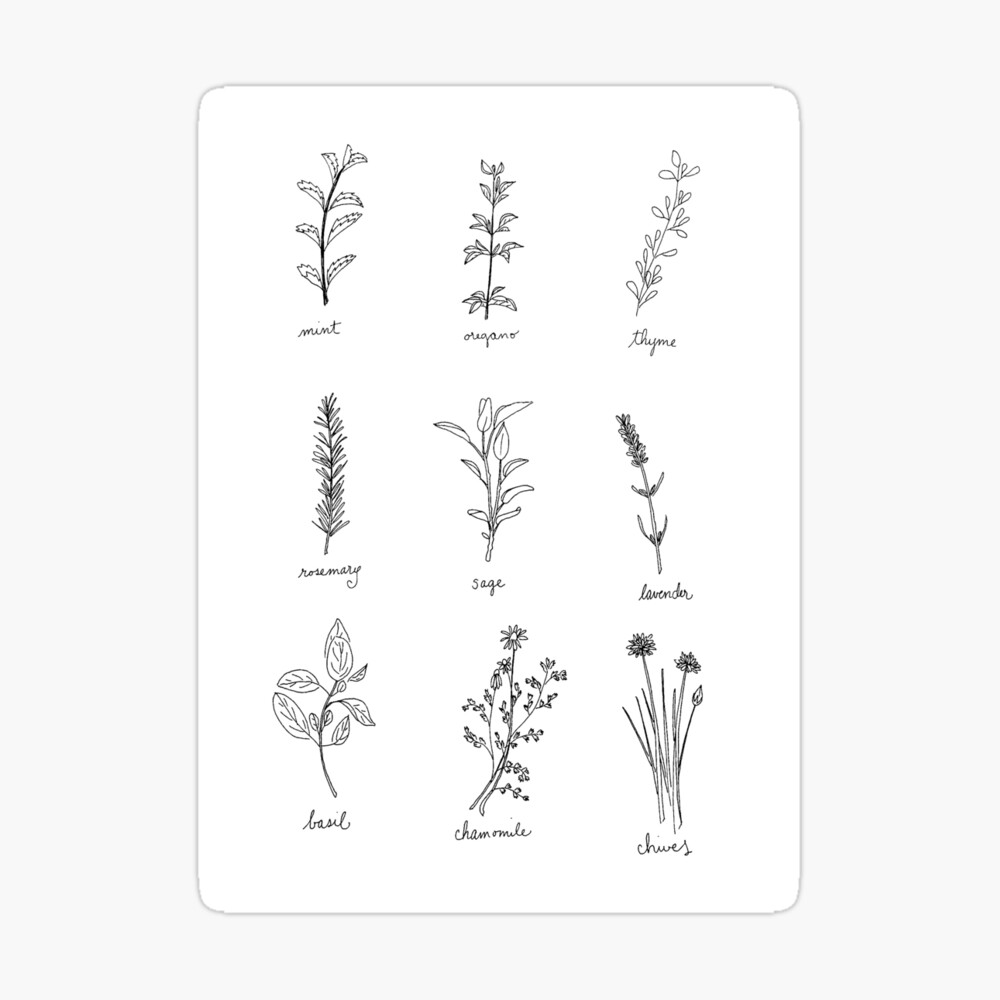 Herbs sketch Royalty Free Vector Image - VectorStock