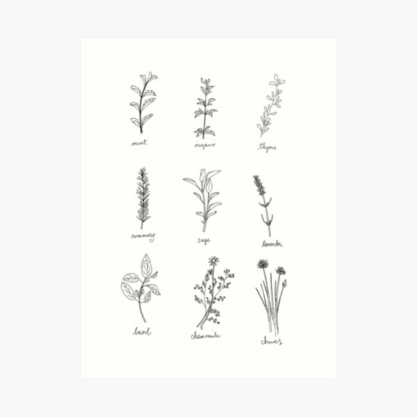 Herb Sketches Art Print