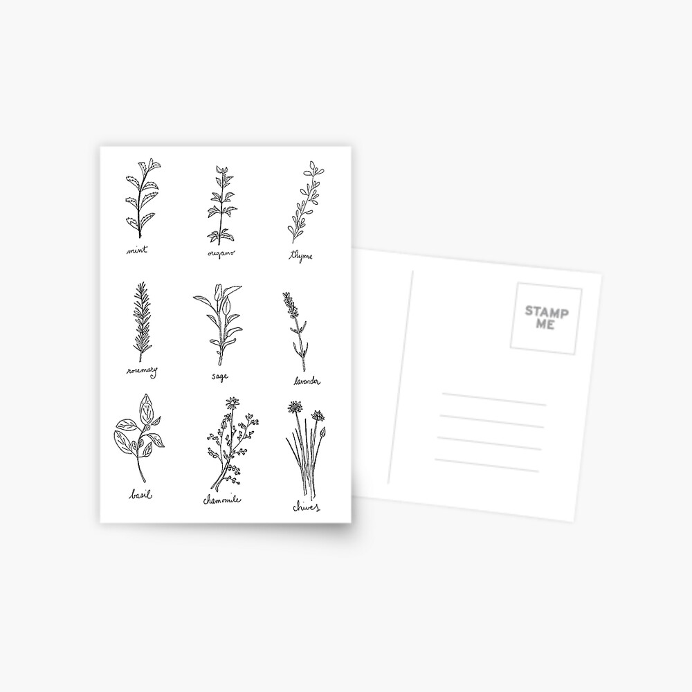 Set of Botanical Hand Sketches, Botanical, Herb, Leaves Line Art, Easy  Botanical Vector Art, Botanical Outline Clipart Stock Vector - Illustration  of bota, sketch: 284446015
